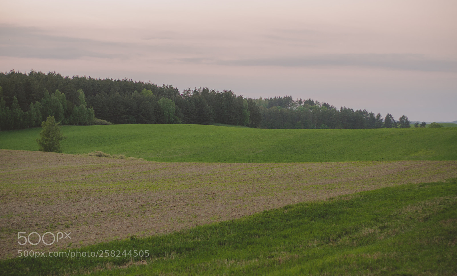 Nikon D7000 sample photo. Fields of warmia photography