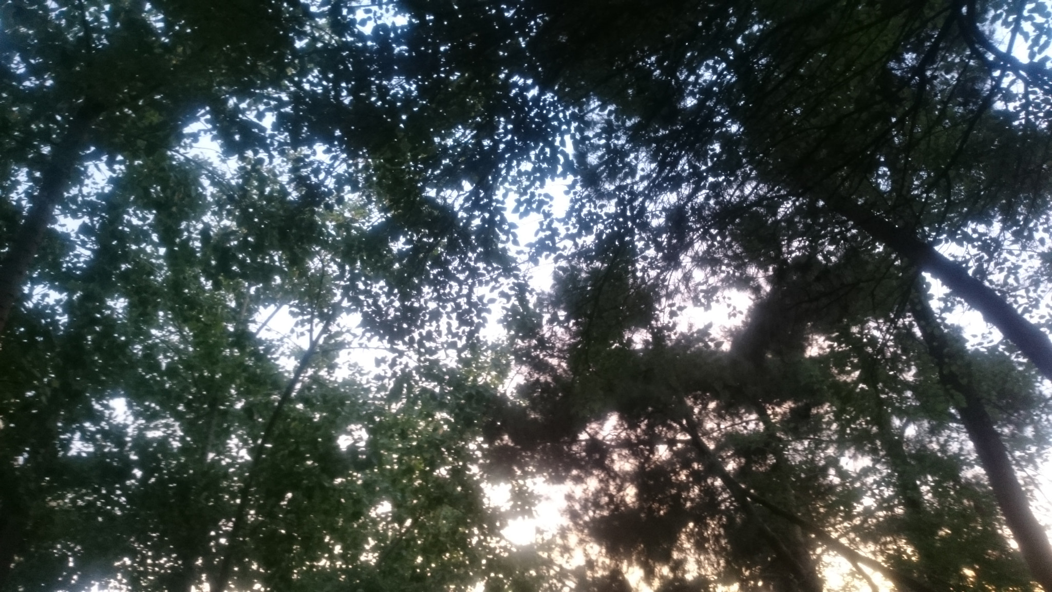 Sony Xperia Z1 Compact sample photo. Leaves and light photography