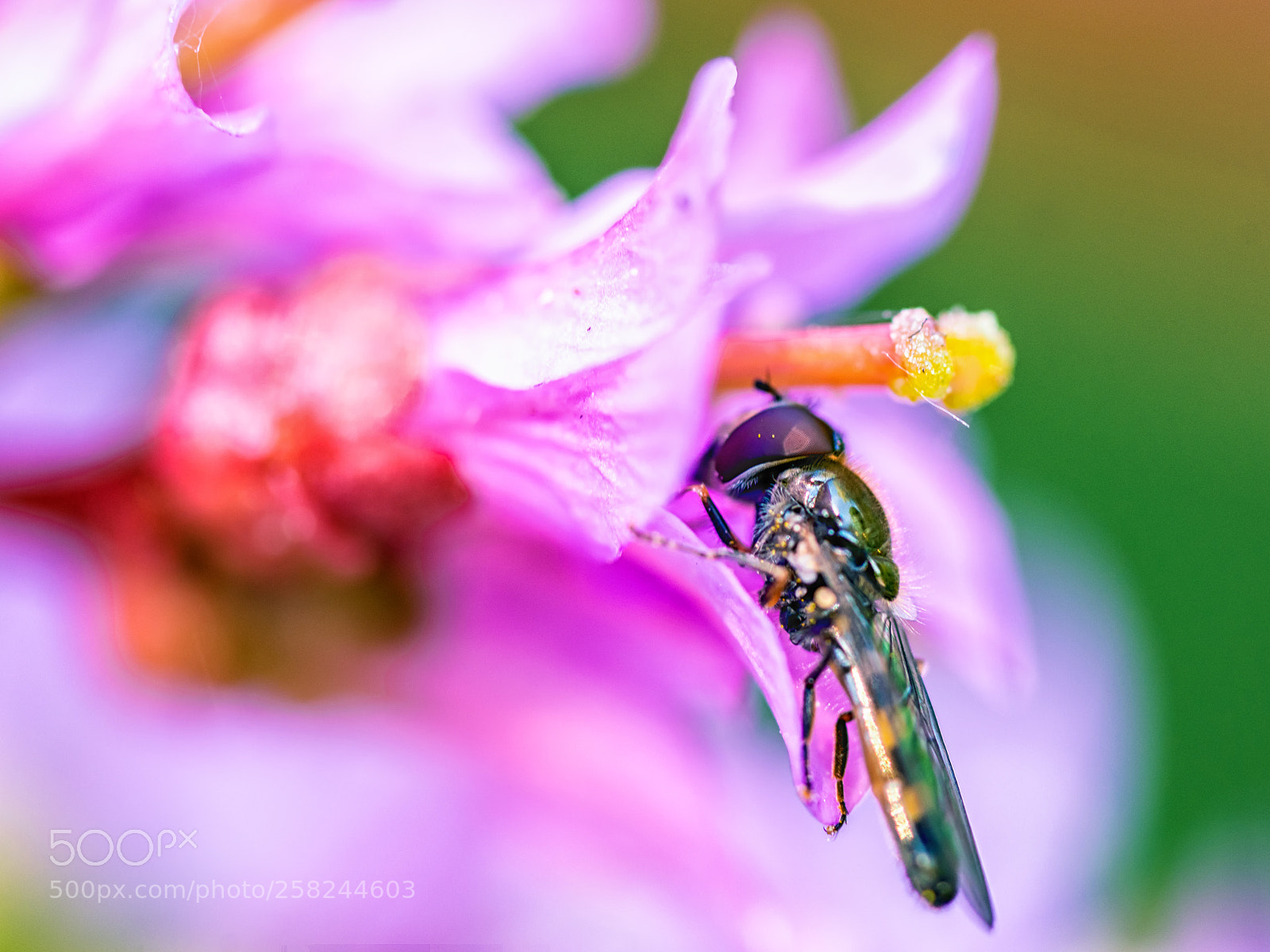 Nikon D800 sample photo. Fly and flower photography