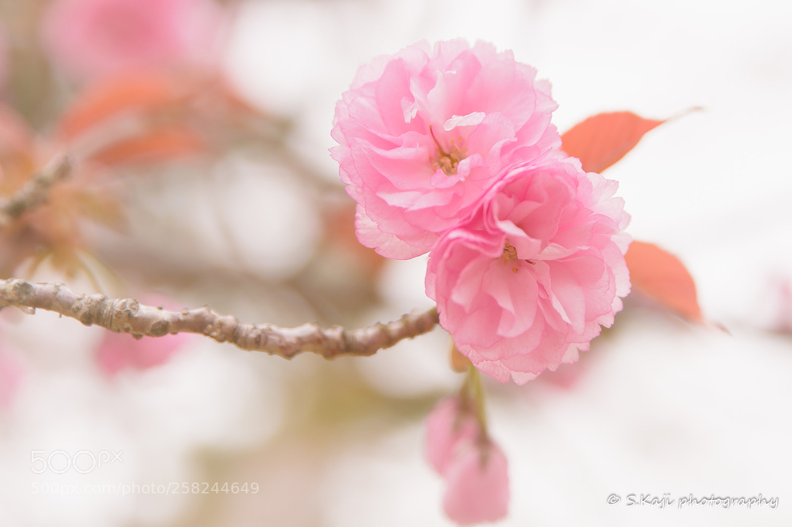 Nikon Df sample photo. Cherry blossoms 2 photography