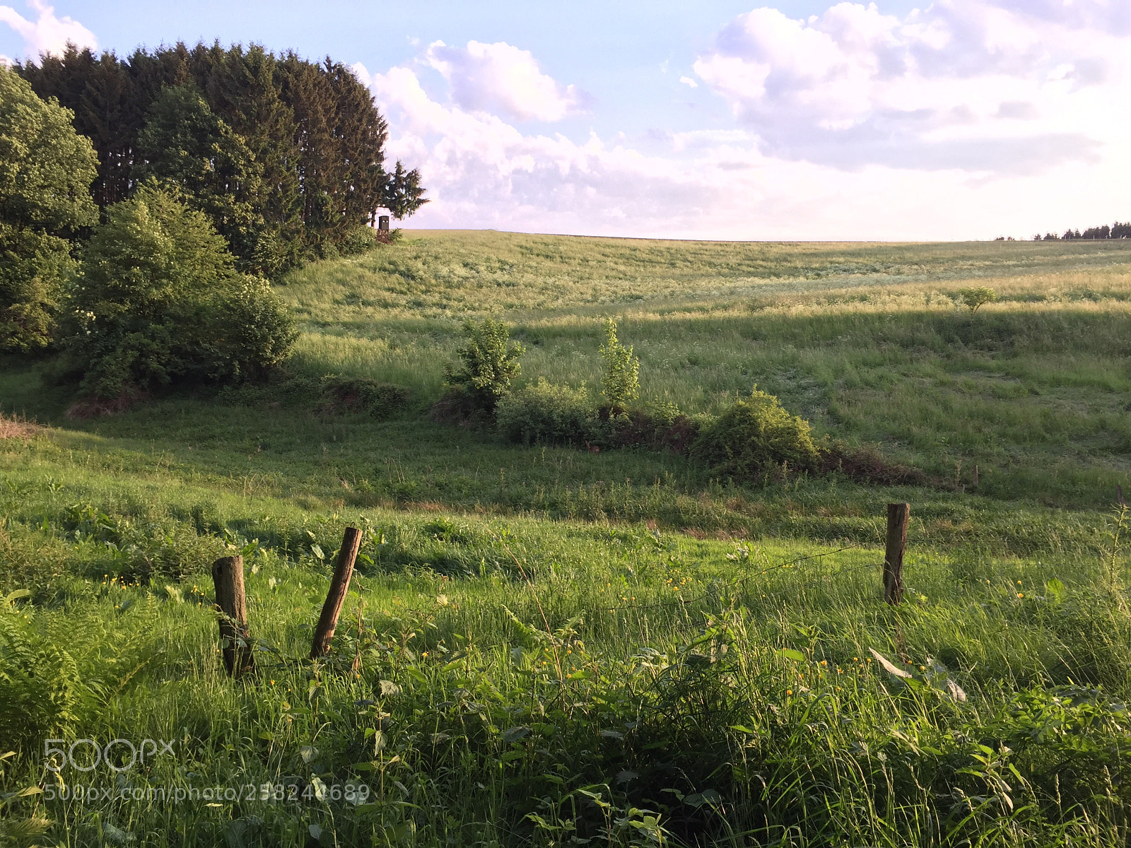 Apple iPhone 6 sample photo. Suchbild reh 2 mit iphone 6 photography