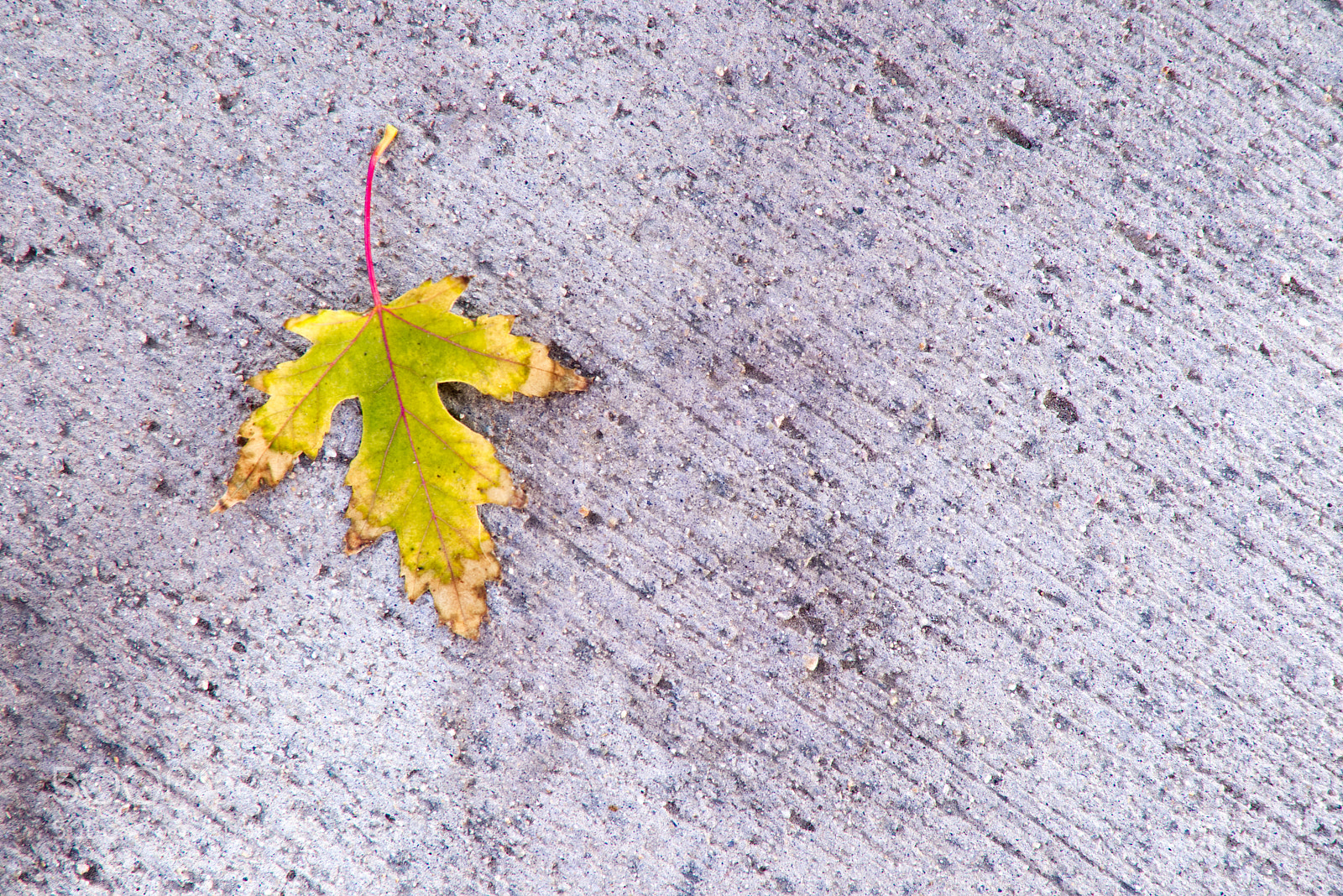 Canon EOS M5 sample photo. Leaf photography