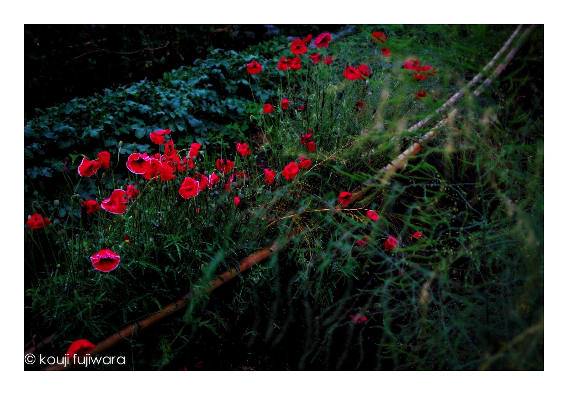 Sigma DP2 sample photo. Untitled photography
