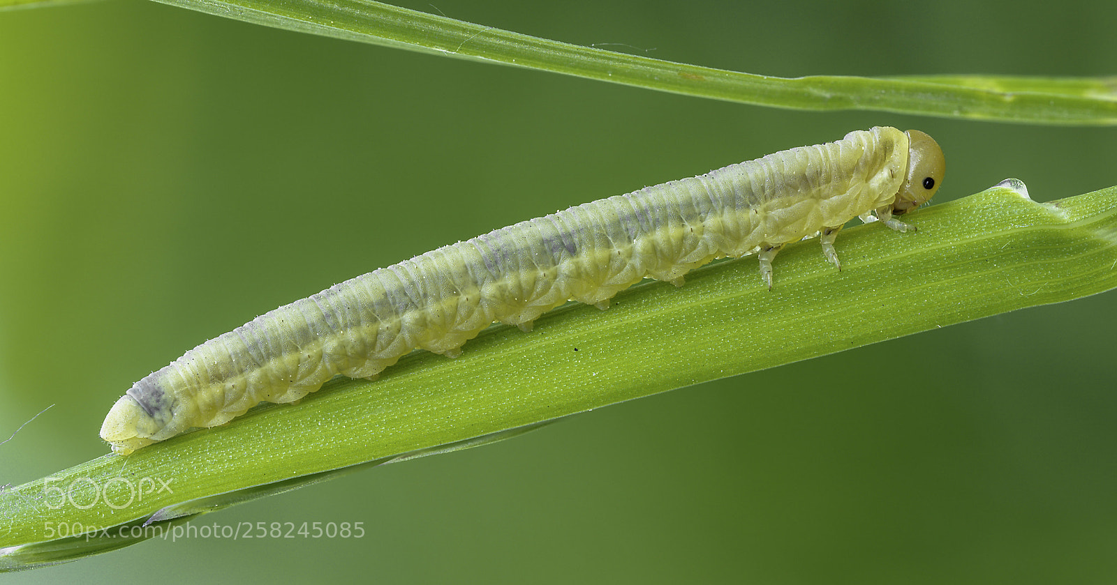 Olympus OM-D E-M1 Mark II sample photo. Tiny caterpillar photography