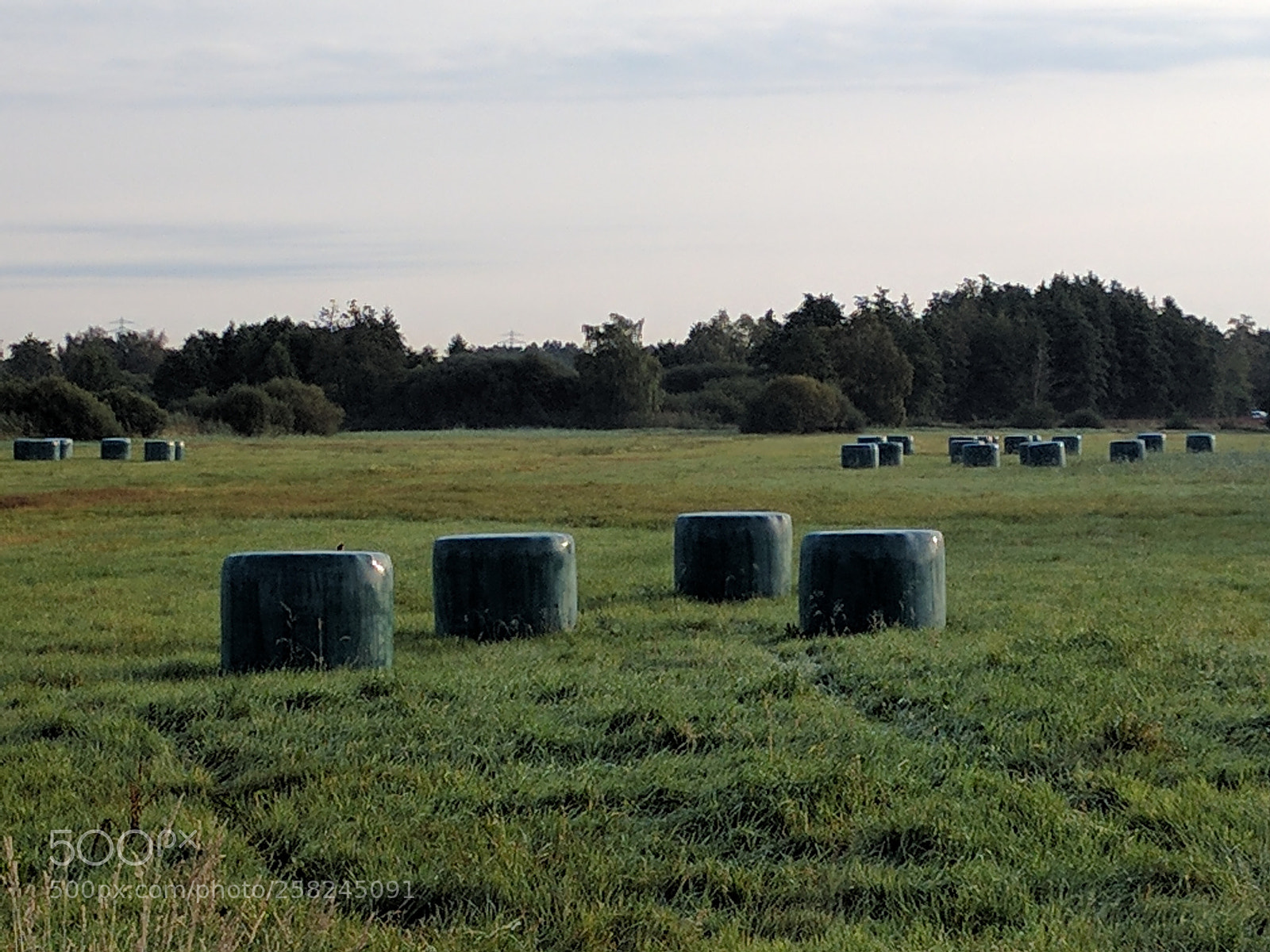 LG Nexus 5X sample photo. Grass harvest photography