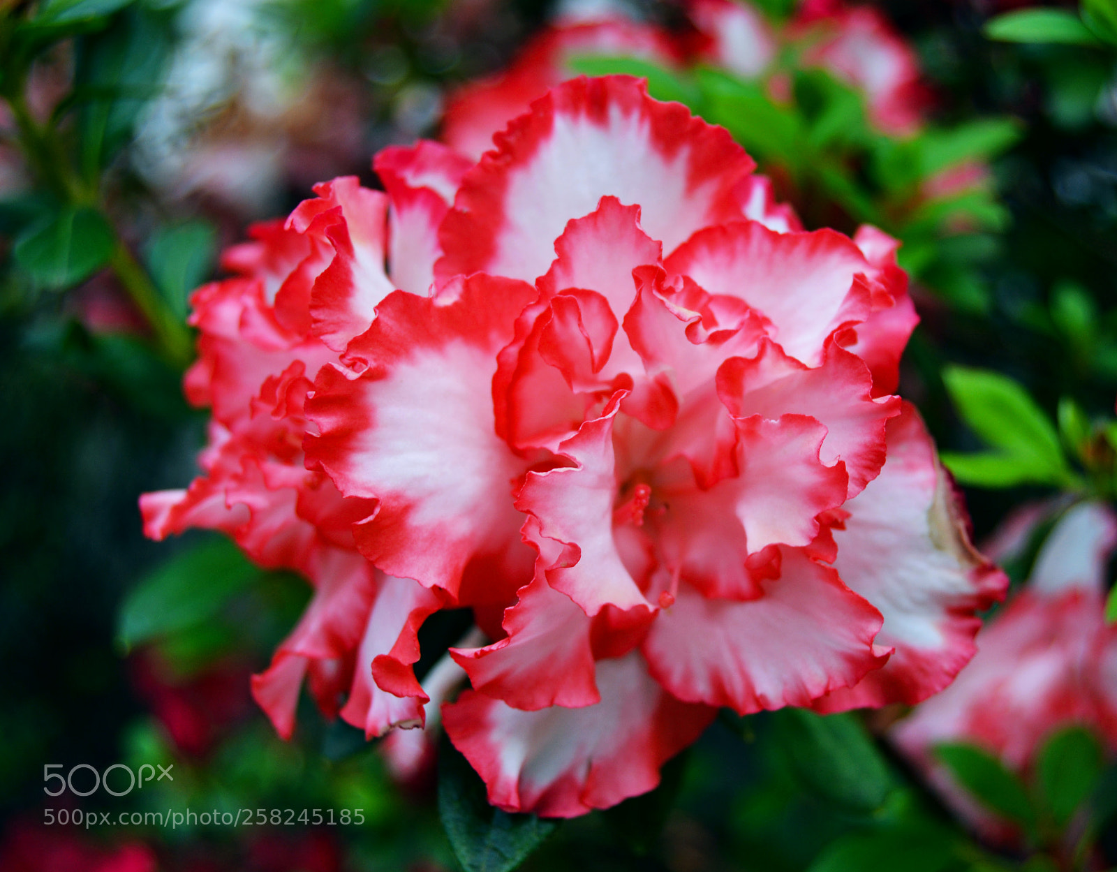 Nikon D3100 sample photo. Flor photography