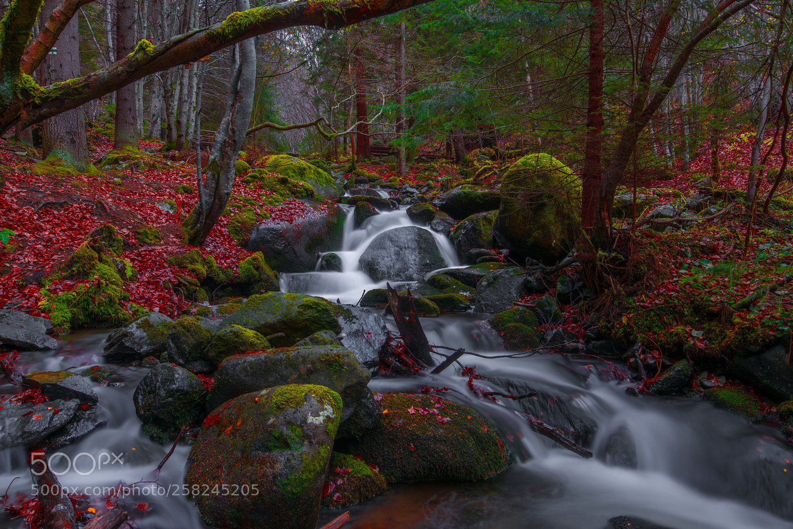 Nikon D810 sample photo. Magical river photography