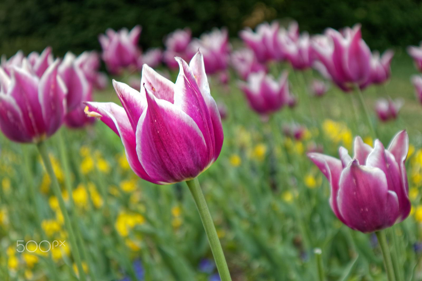 Canon EOS M5 sample photo. Tulips photography