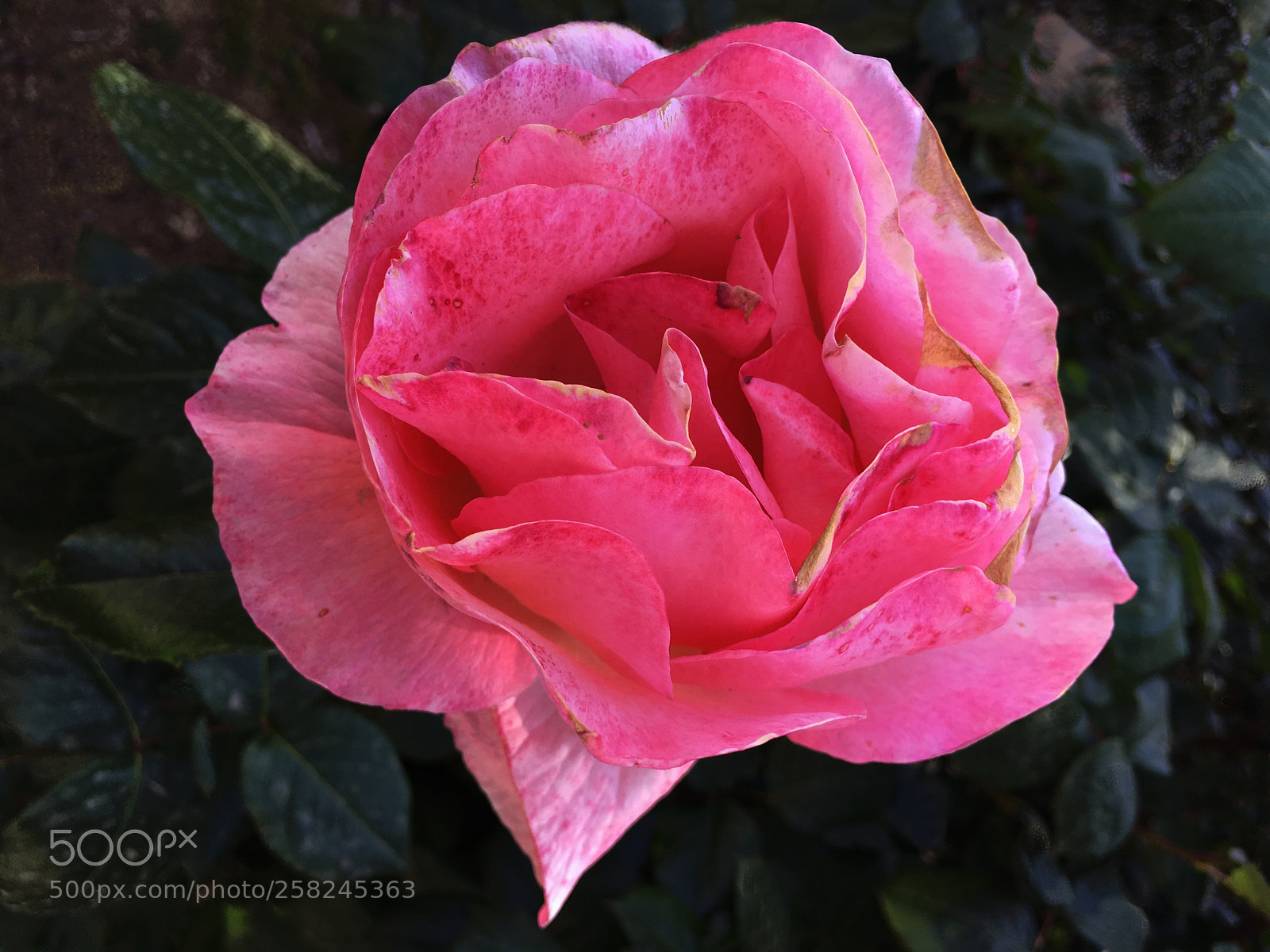 Apple iPhone 6s Plus sample photo. Rosa photography