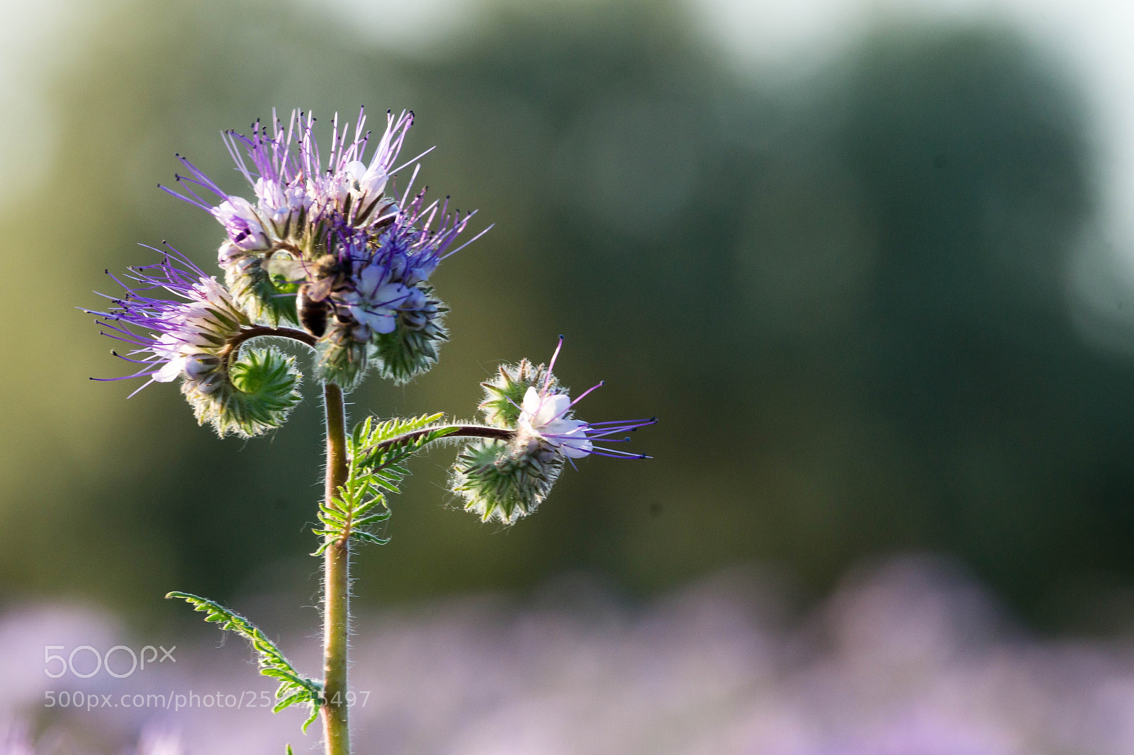 Sony SLT-A58 sample photo. Wildflower photography