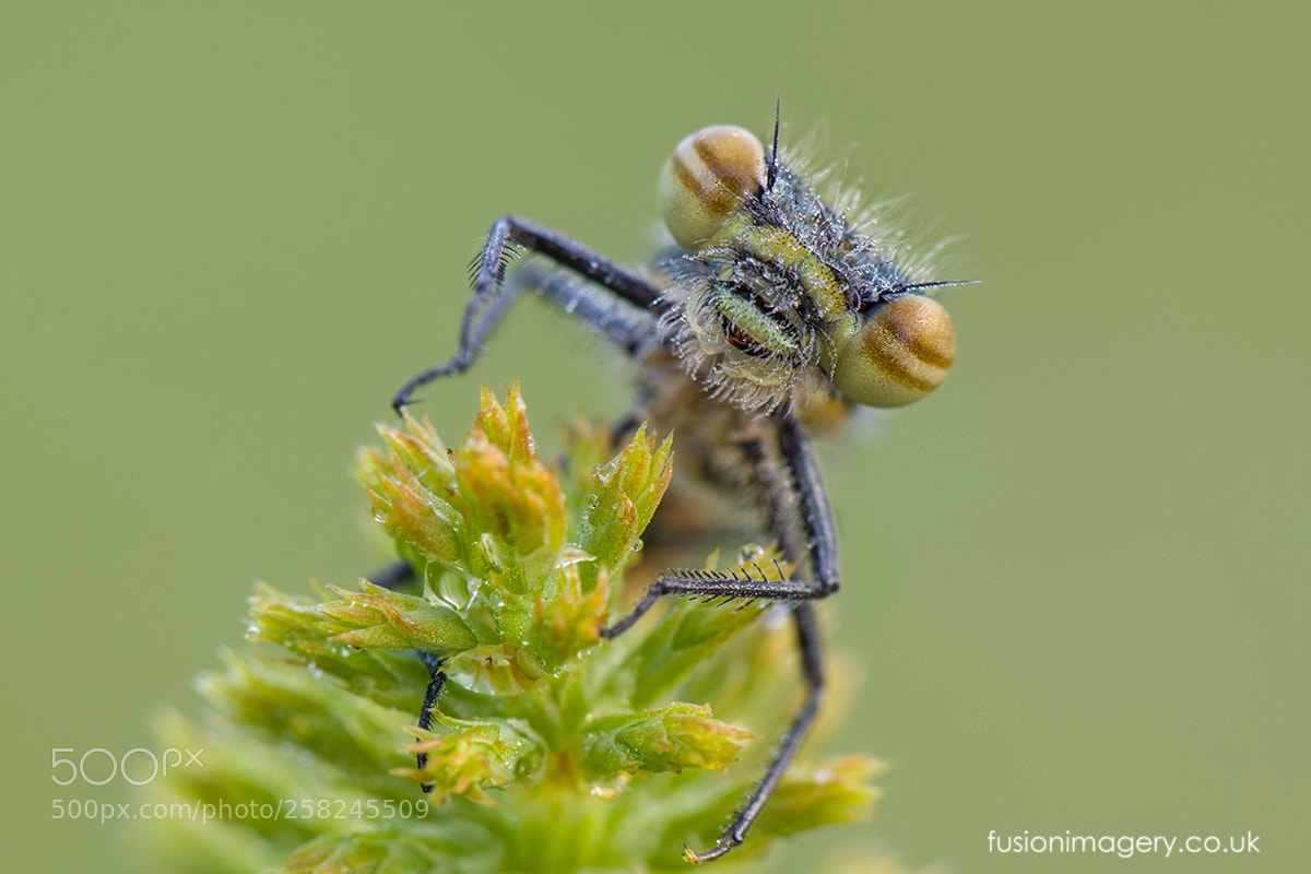Nikon D850 sample photo. The damselfly photography