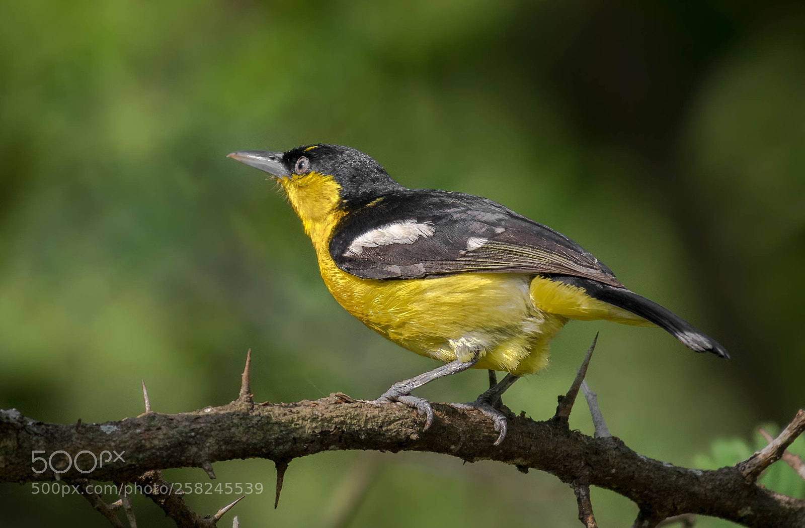 Nikon D5300 sample photo. Common iora photography