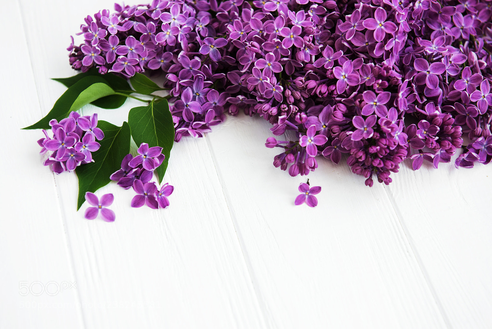 Nikon D750 sample photo. Lilac flowers on a photography