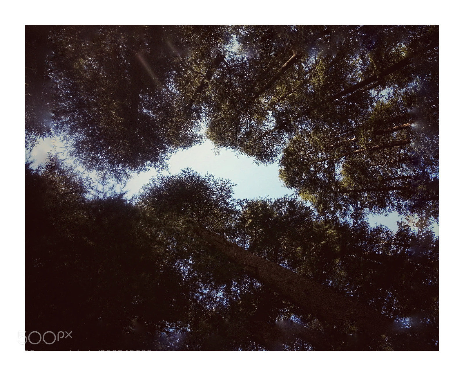 Samsung Galaxy S3 sample photo. Upside down photography