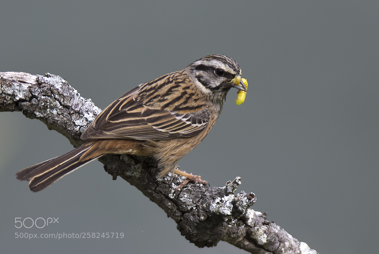 Canon EOS-1D X sample photo. Rock bunting (emberiza cia) photography