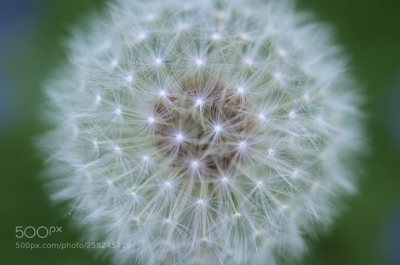 Nikon D7000 sample photo. Fluffy ball photography