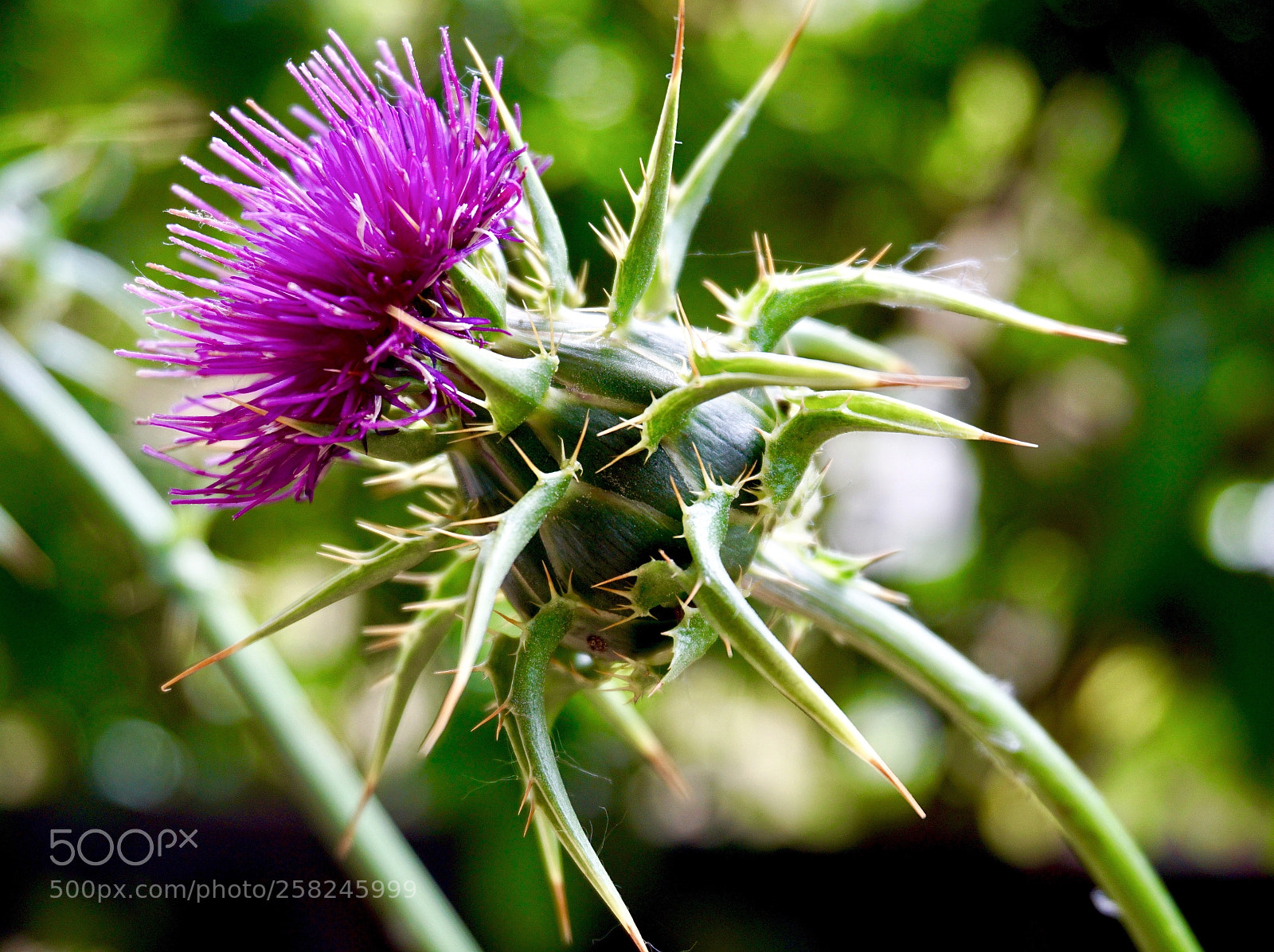 Sony a6000 sample photo. Thistle photography