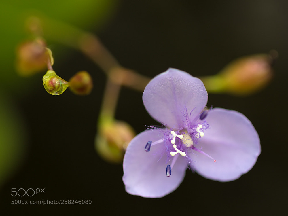 Canon EOS 7D Mark II sample photo. Flower photography