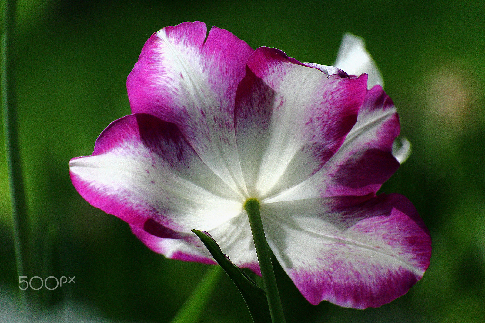 Canon EF-S 18-200mm F3.5-5.6 IS sample photo. "affaire" ii photography