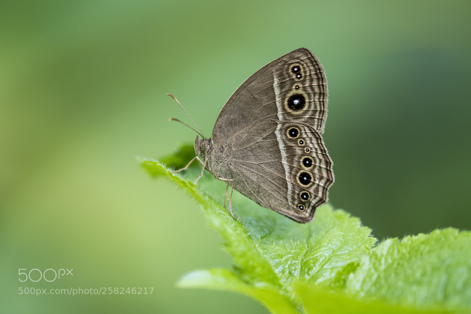 Canon EOS 7D Mark II sample photo. Common bush brown photography