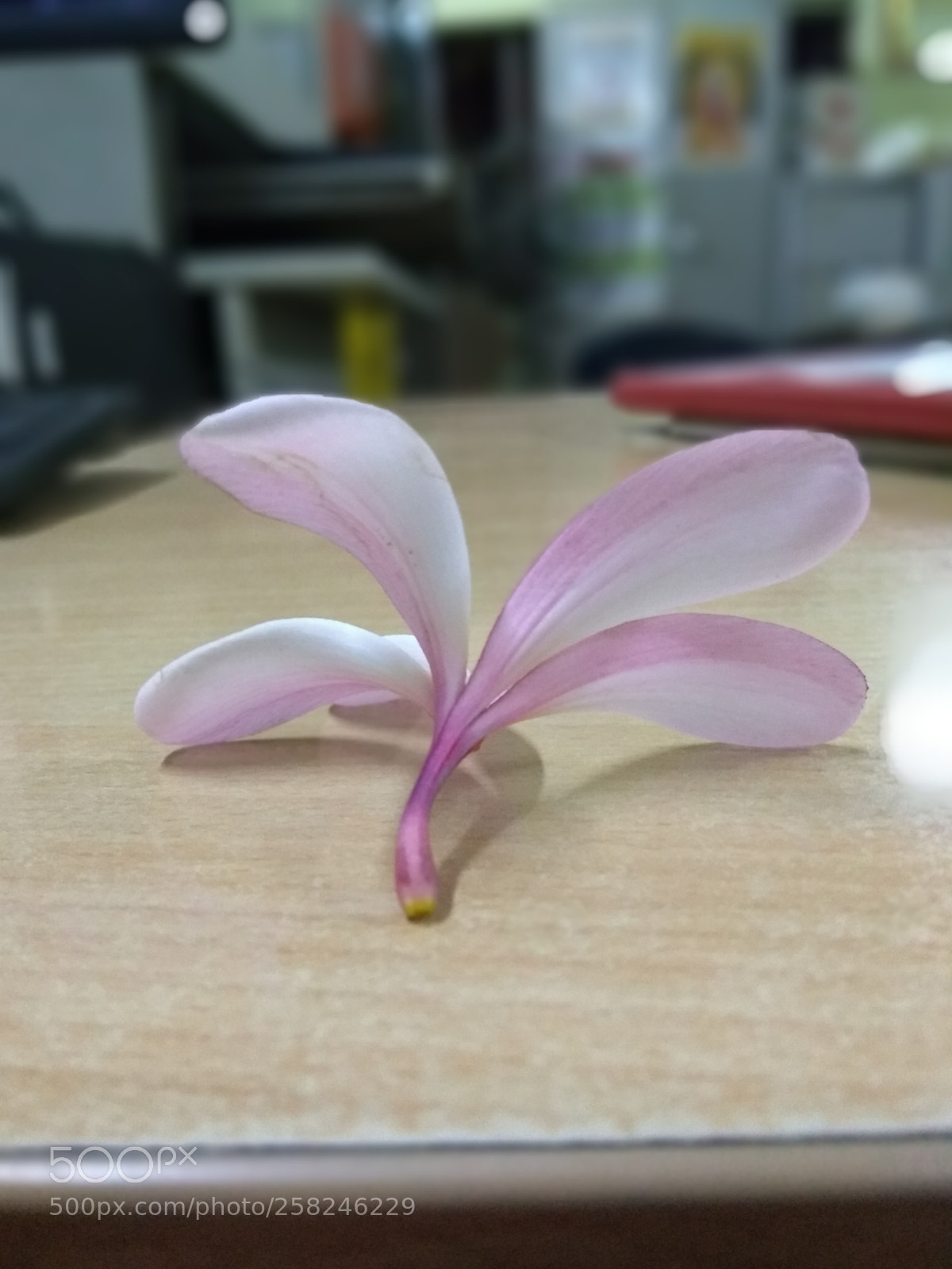 Motorola Moto G (5S) Plus sample photo. Untitled photography