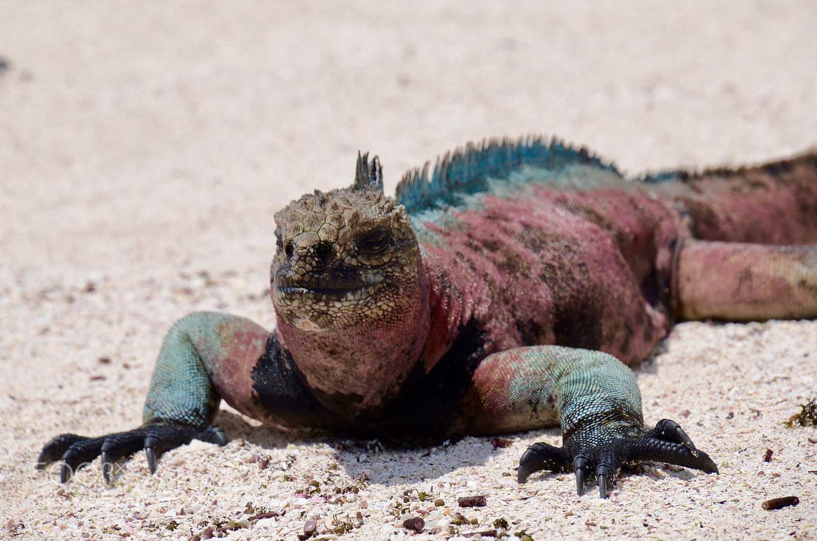 Nikon D7000 sample photo. Dragon  photography