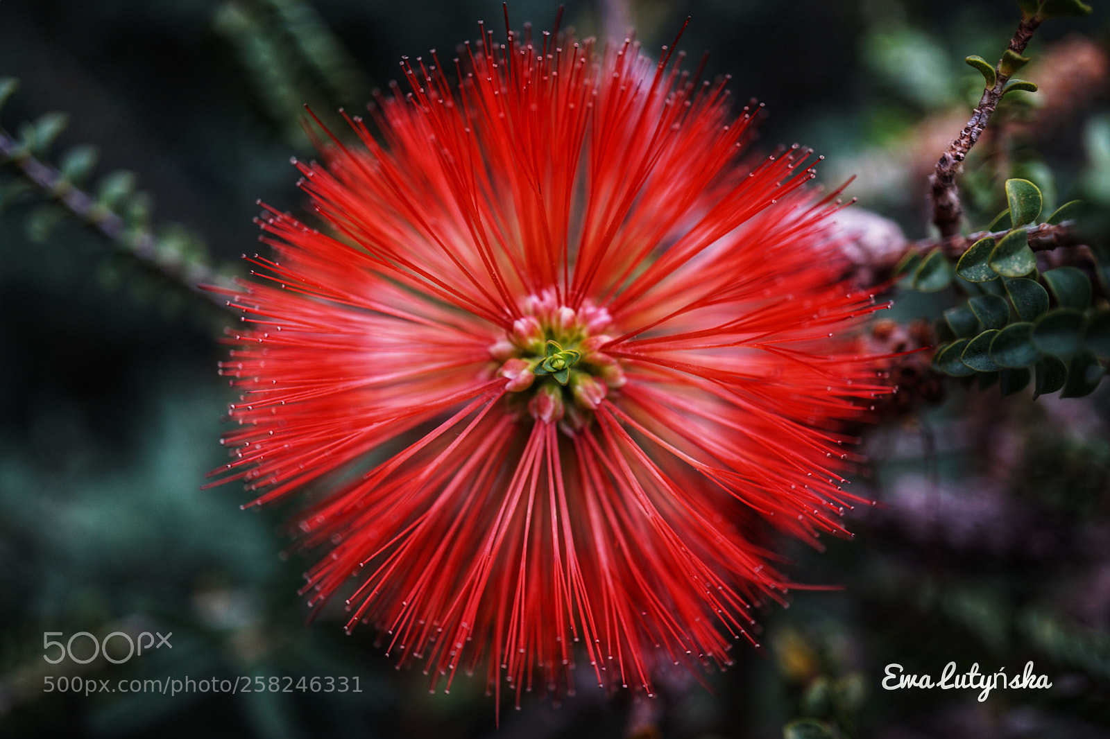 Sony a6000 sample photo. Bottlebrushes photography