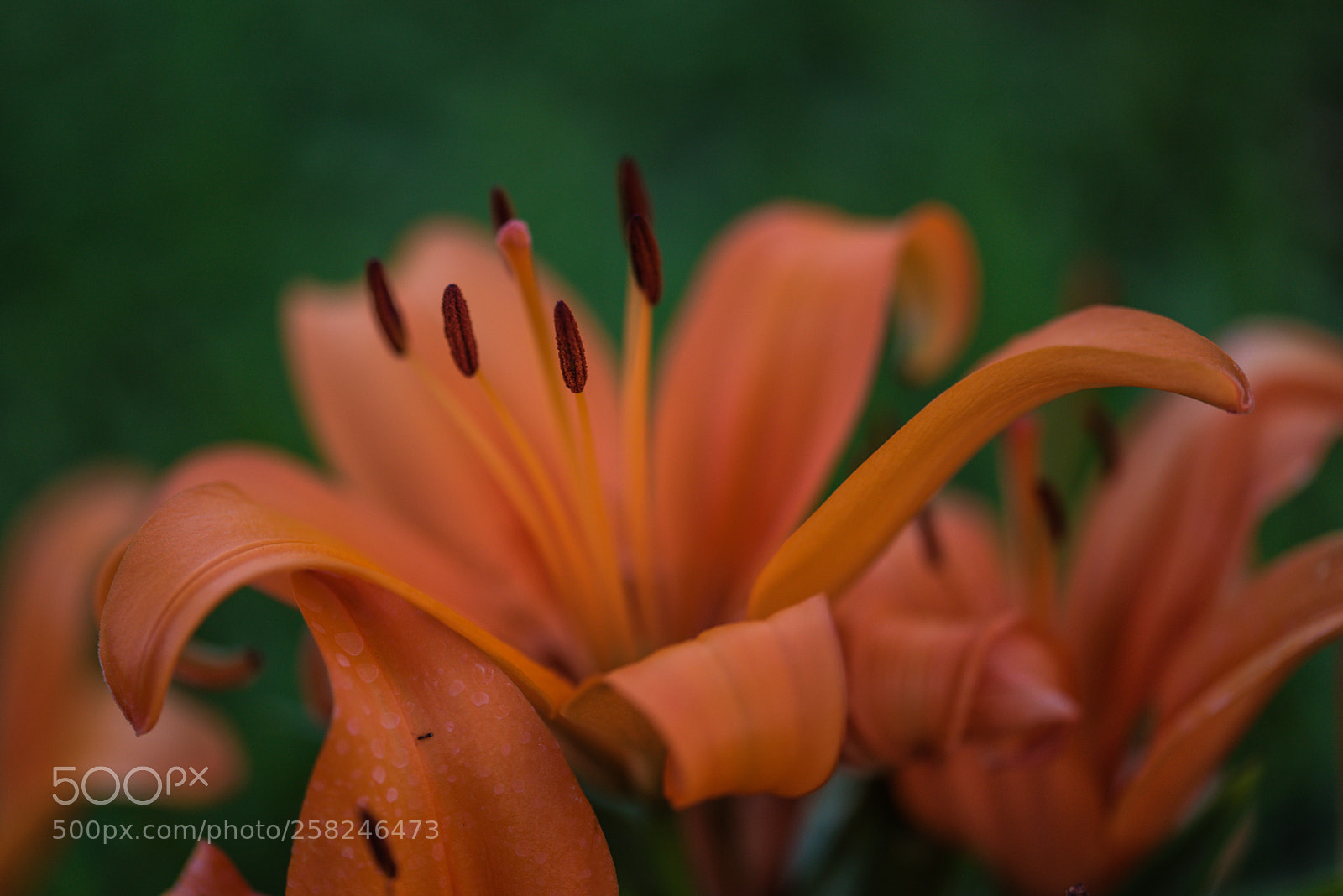 Nikon D750 sample photo. Pistilli photography
