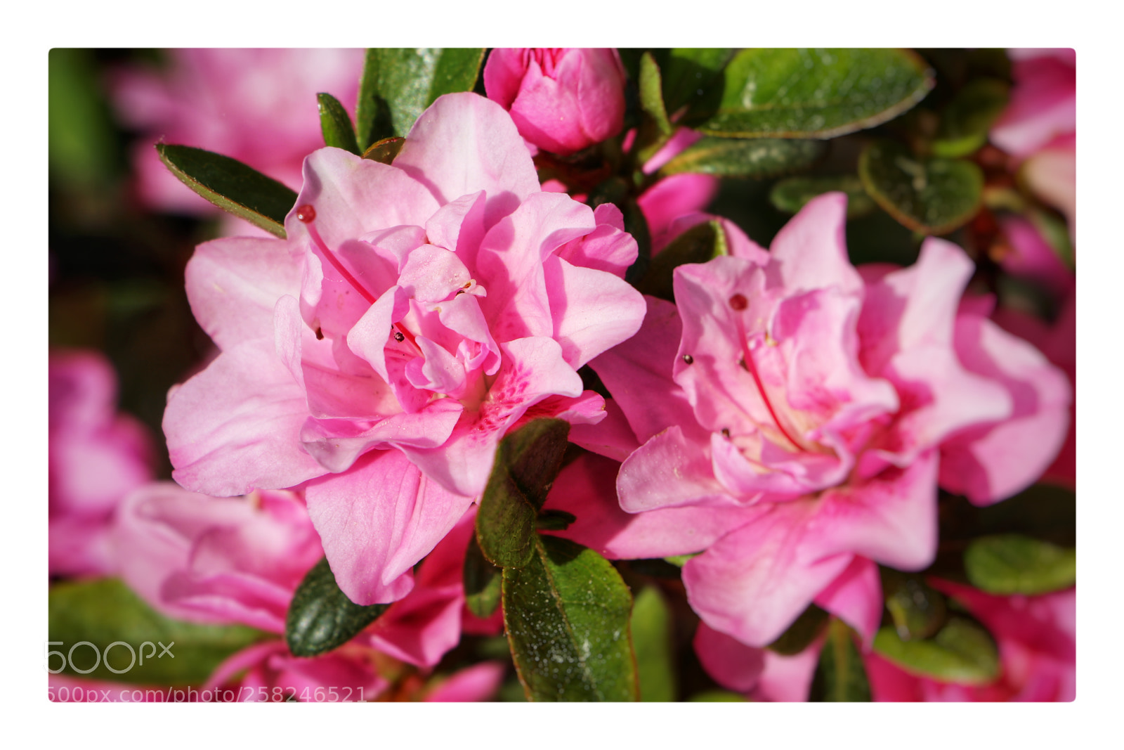 Canon EOS 80D sample photo. Rhododendron photography