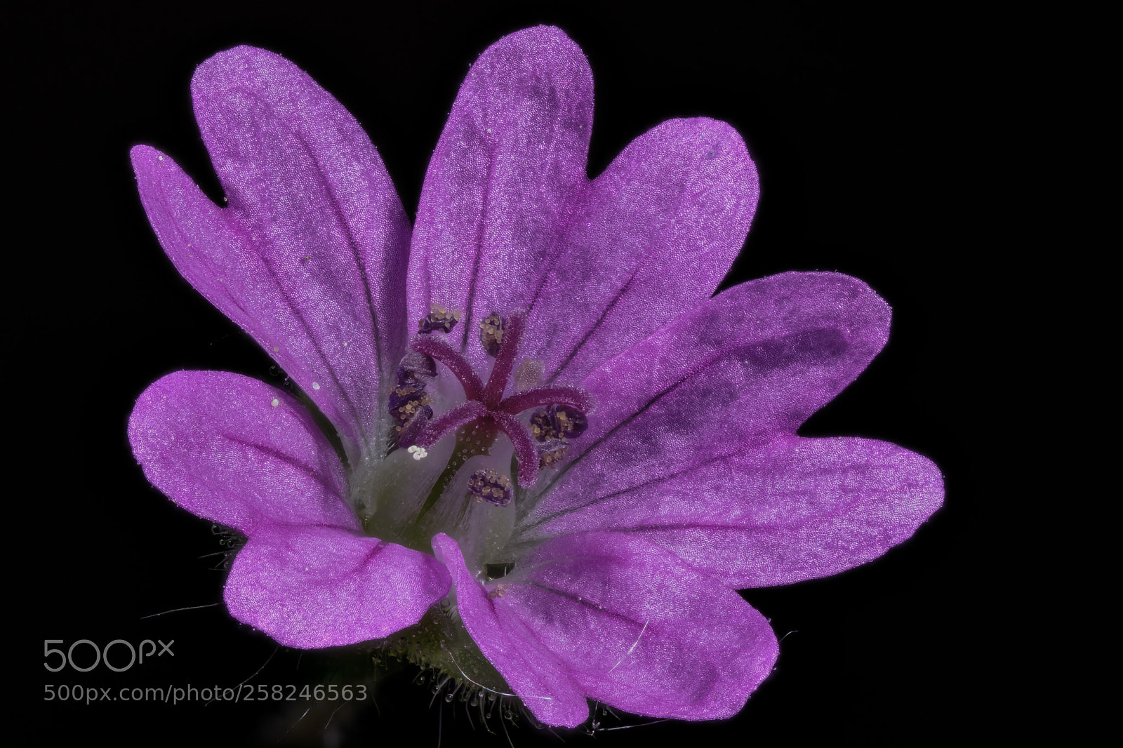 Canon EOS 5DS R sample photo. Geranium dissectum photography
