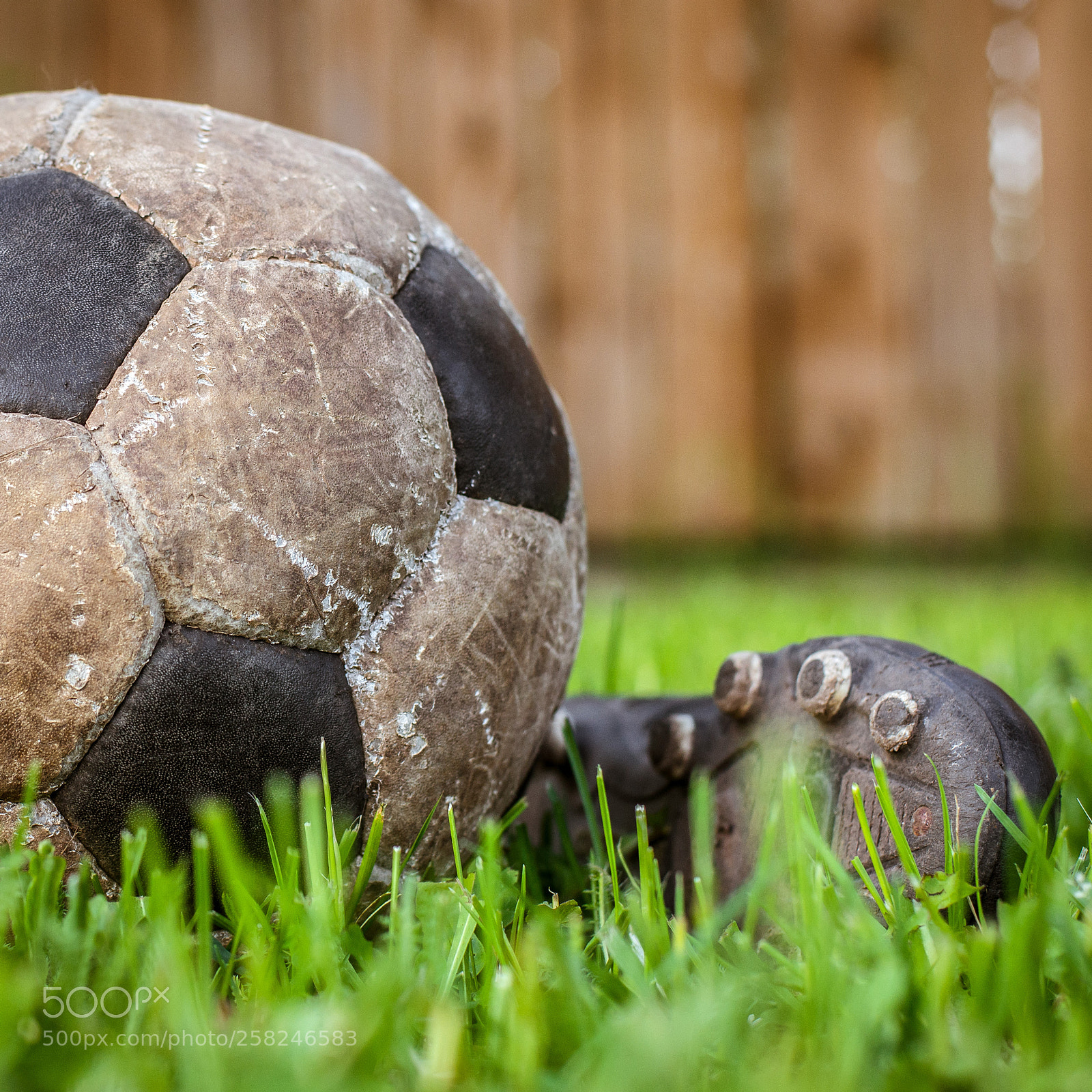 Nikon D800 sample photo. Old ball to play photography