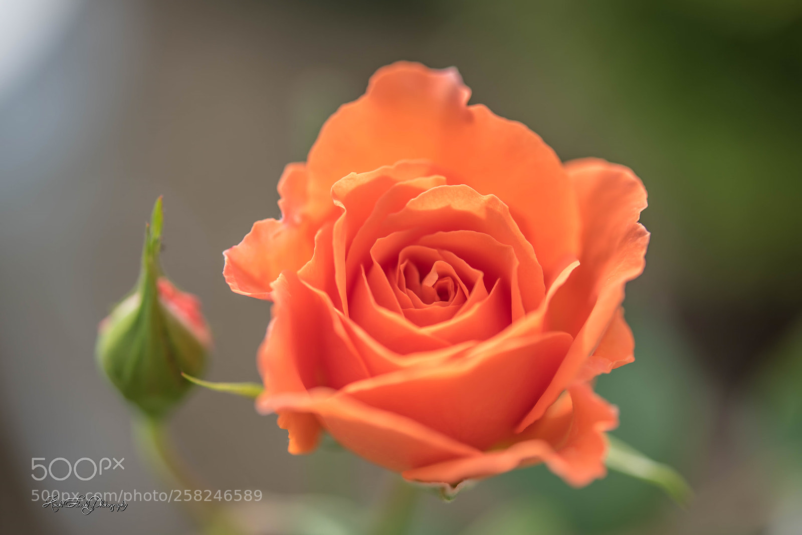 Nikon D810 sample photo. Roses bloomed this morning photography