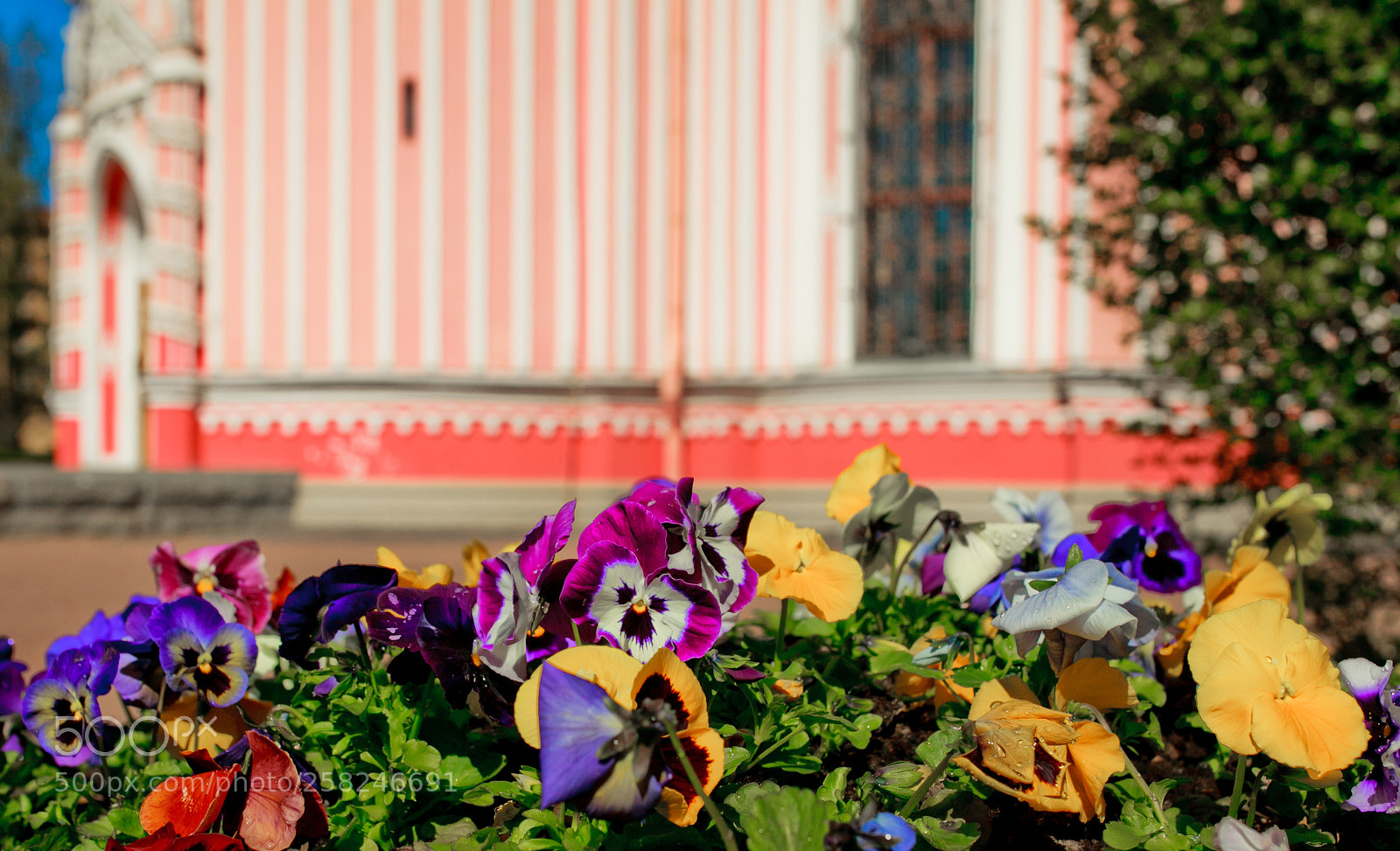 Canon EOS 5D Mark II sample photo. Spring flowers photography