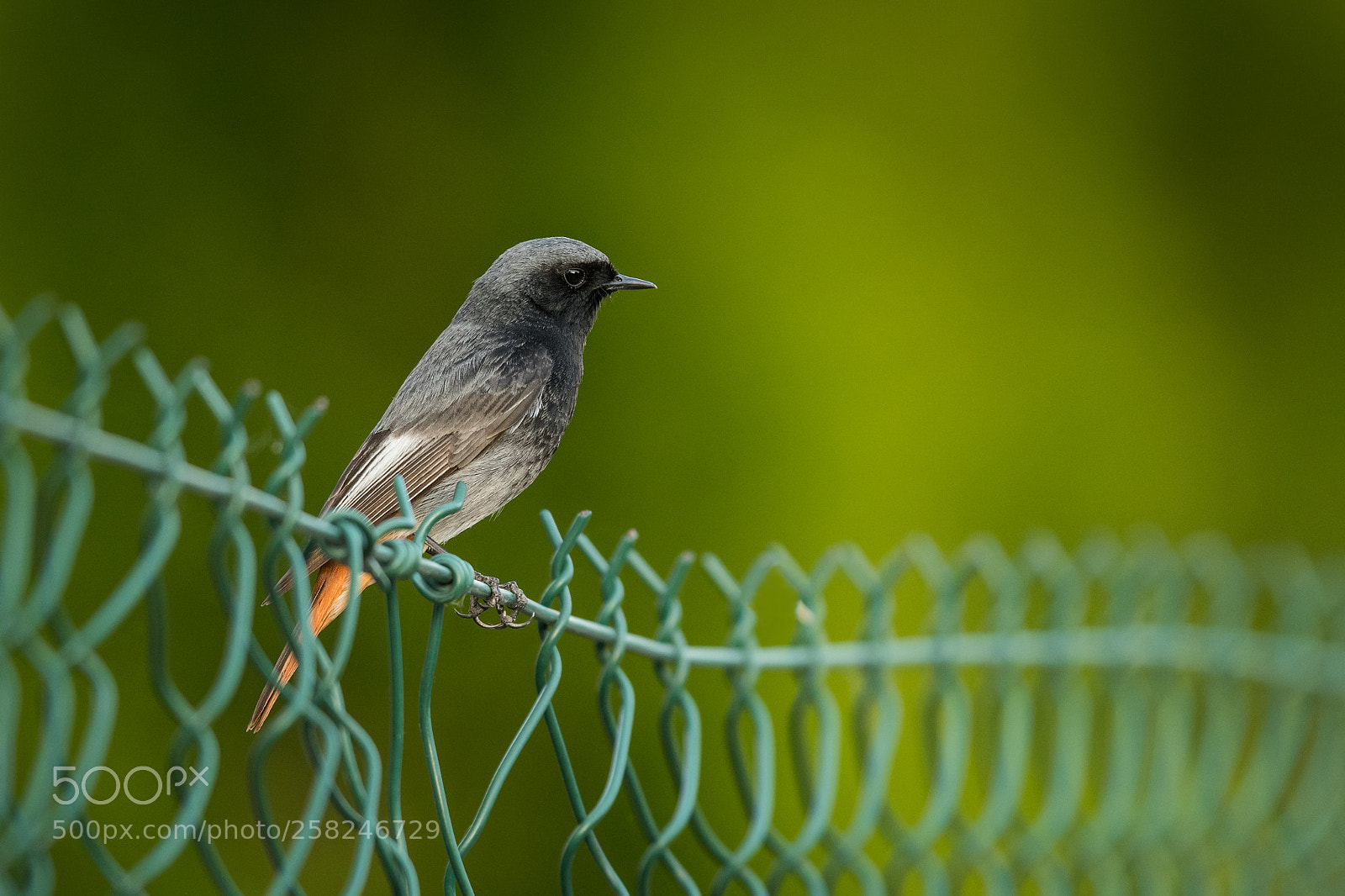 Nikon D500 sample photo. The black redstart photography