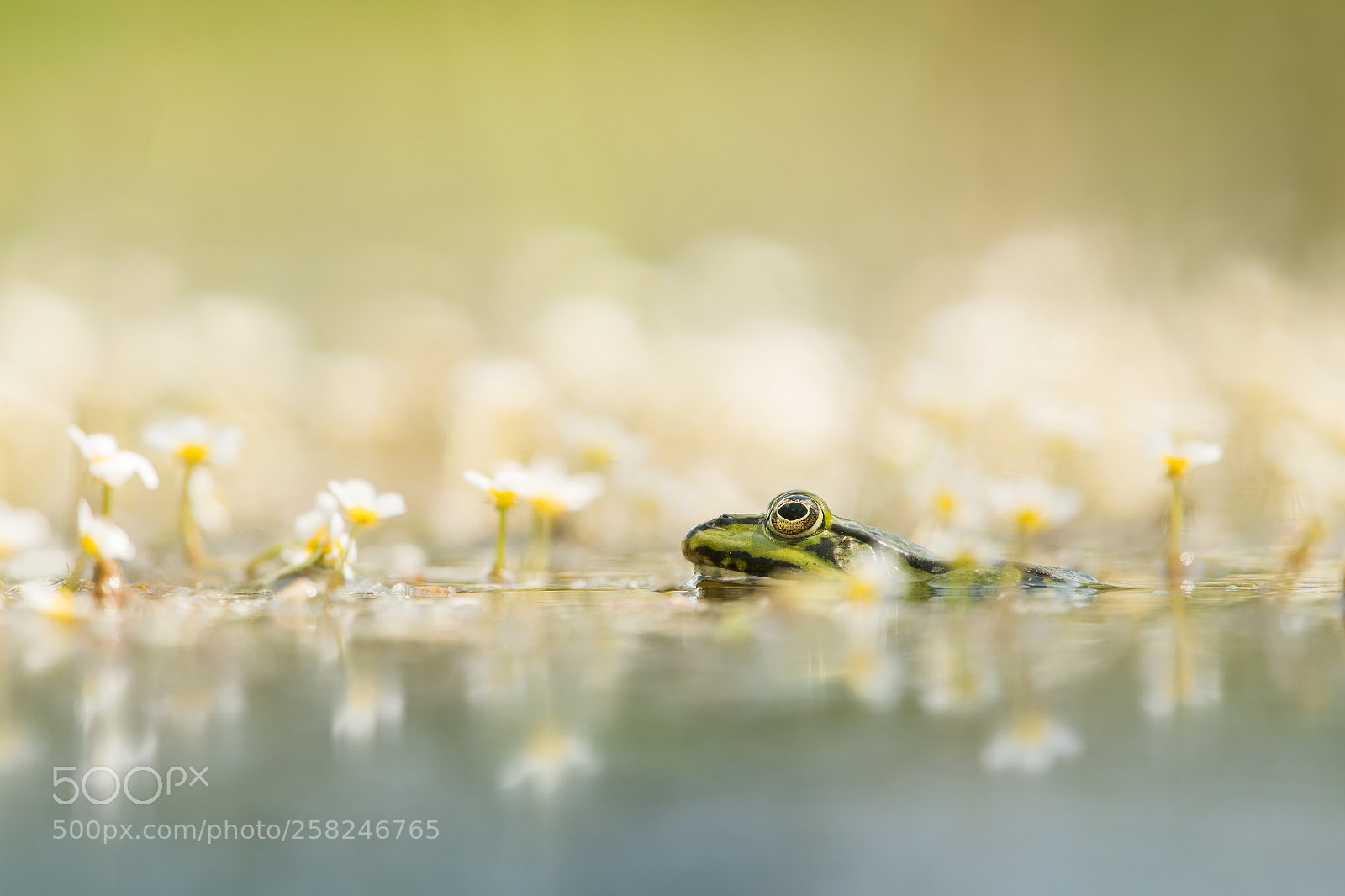 Nikon D500 sample photo. The edible frog photography