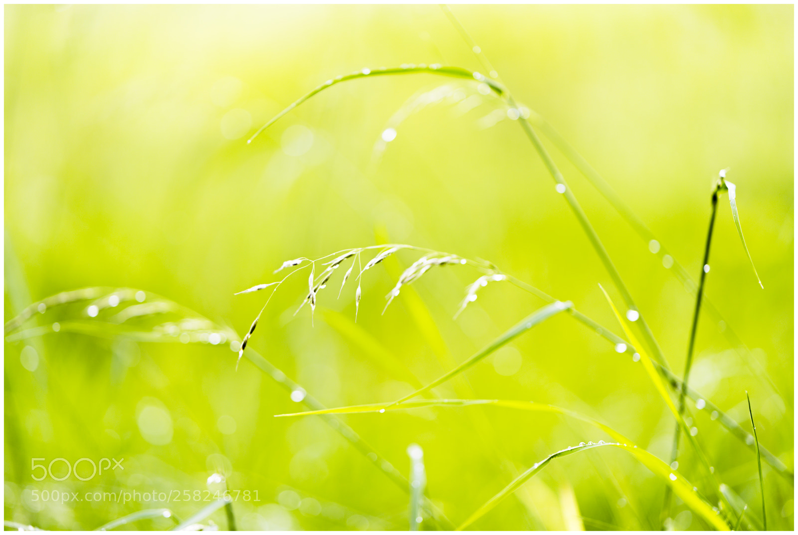 Sony a7 II sample photo. Spring grass photography