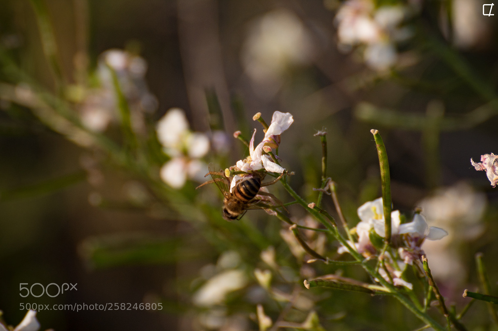 Canon EOS 1300D (EOS Rebel T6 / EOS Kiss X80) sample photo. Spider bee? photography