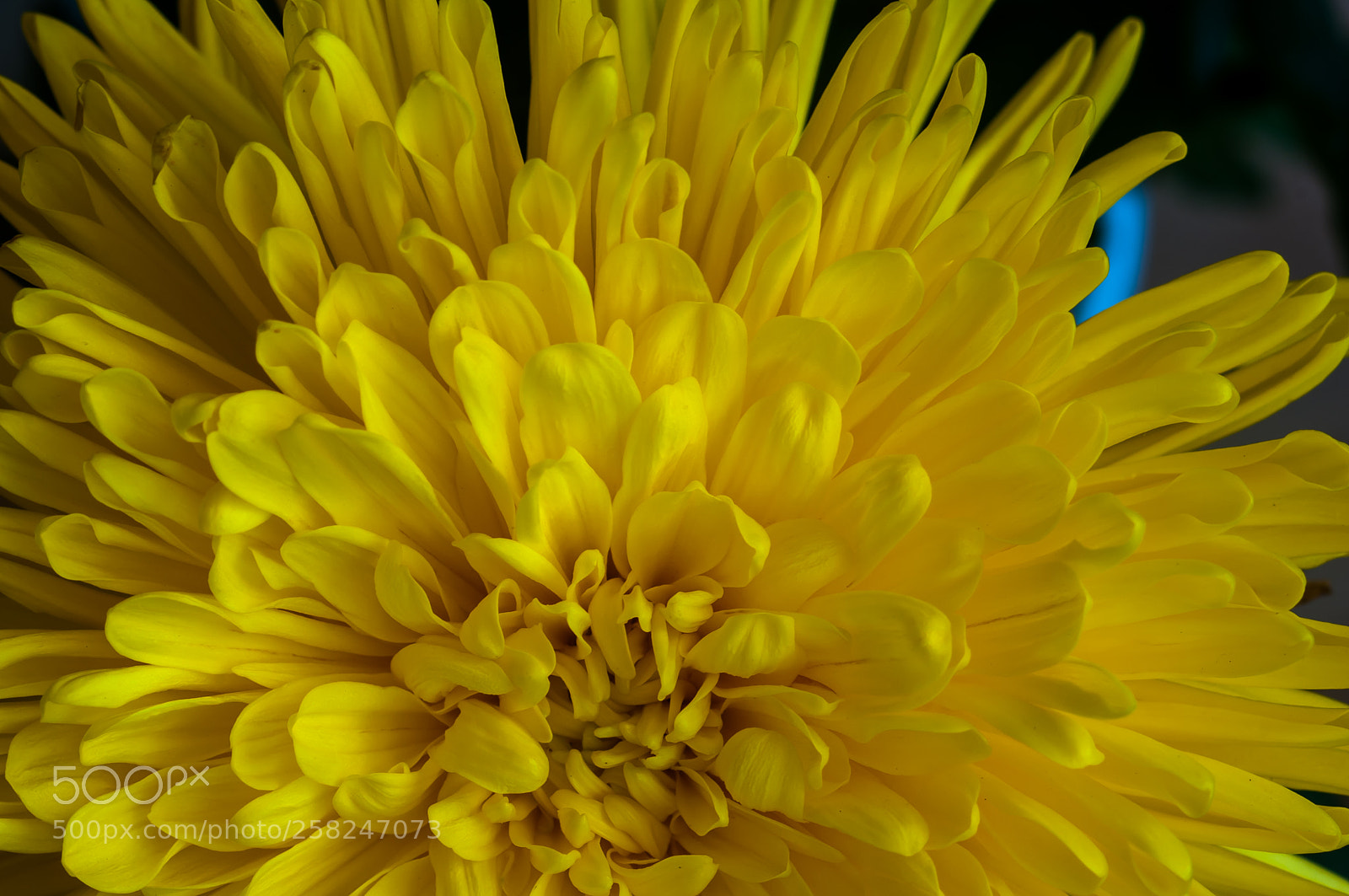 Nikon D300S sample photo. Blooming photography