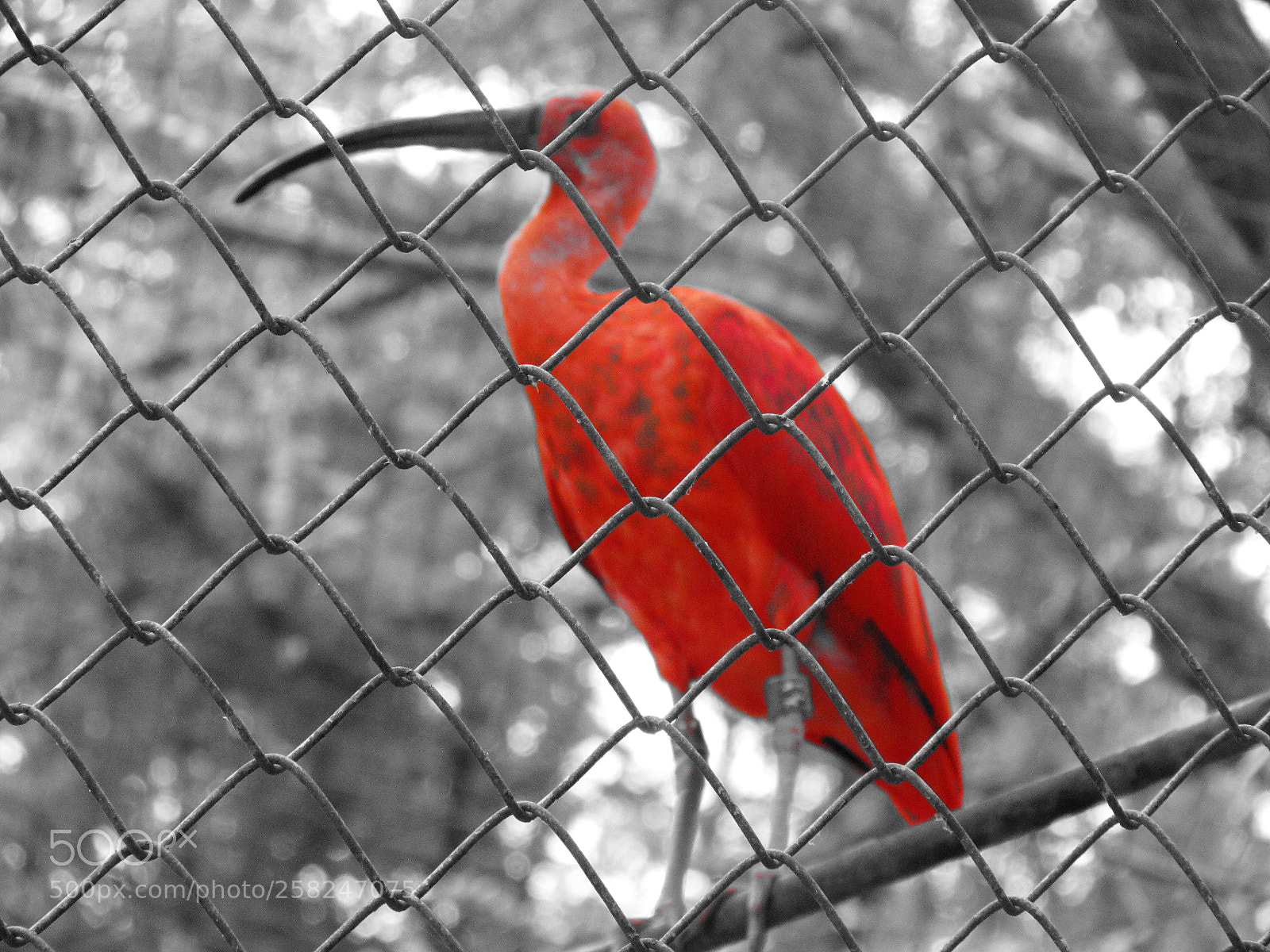 Canon PowerShot SX30 IS sample photo. Maglan photography