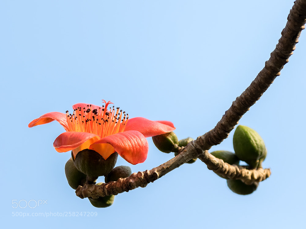 Canon EOS 7D Mark II sample photo. Kapok photography
