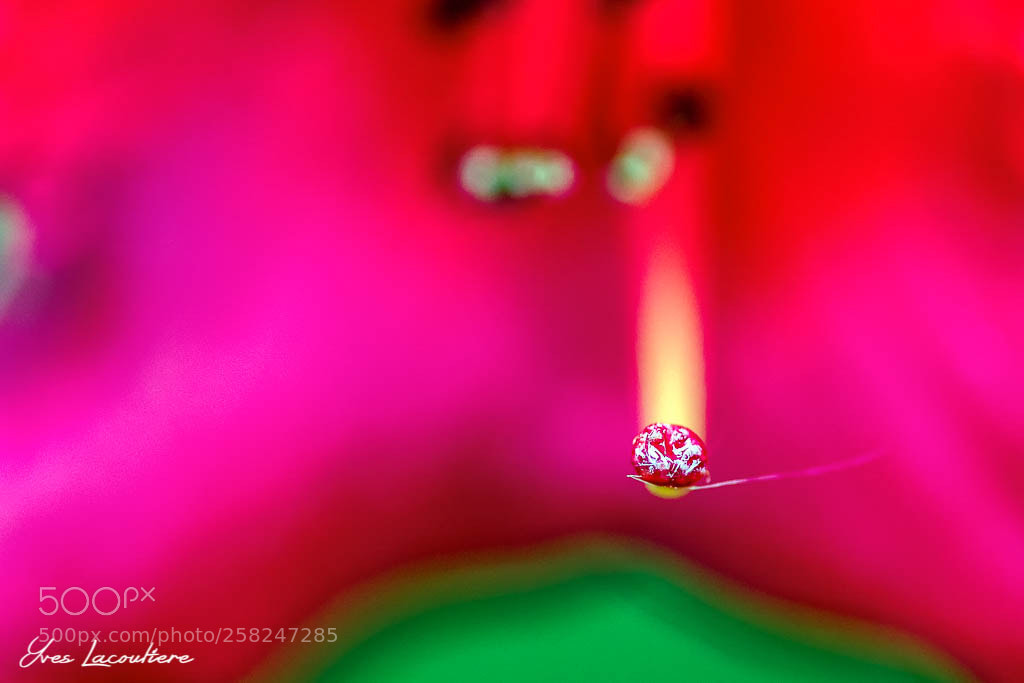 Nikon D500 sample photo. The little red drop photography