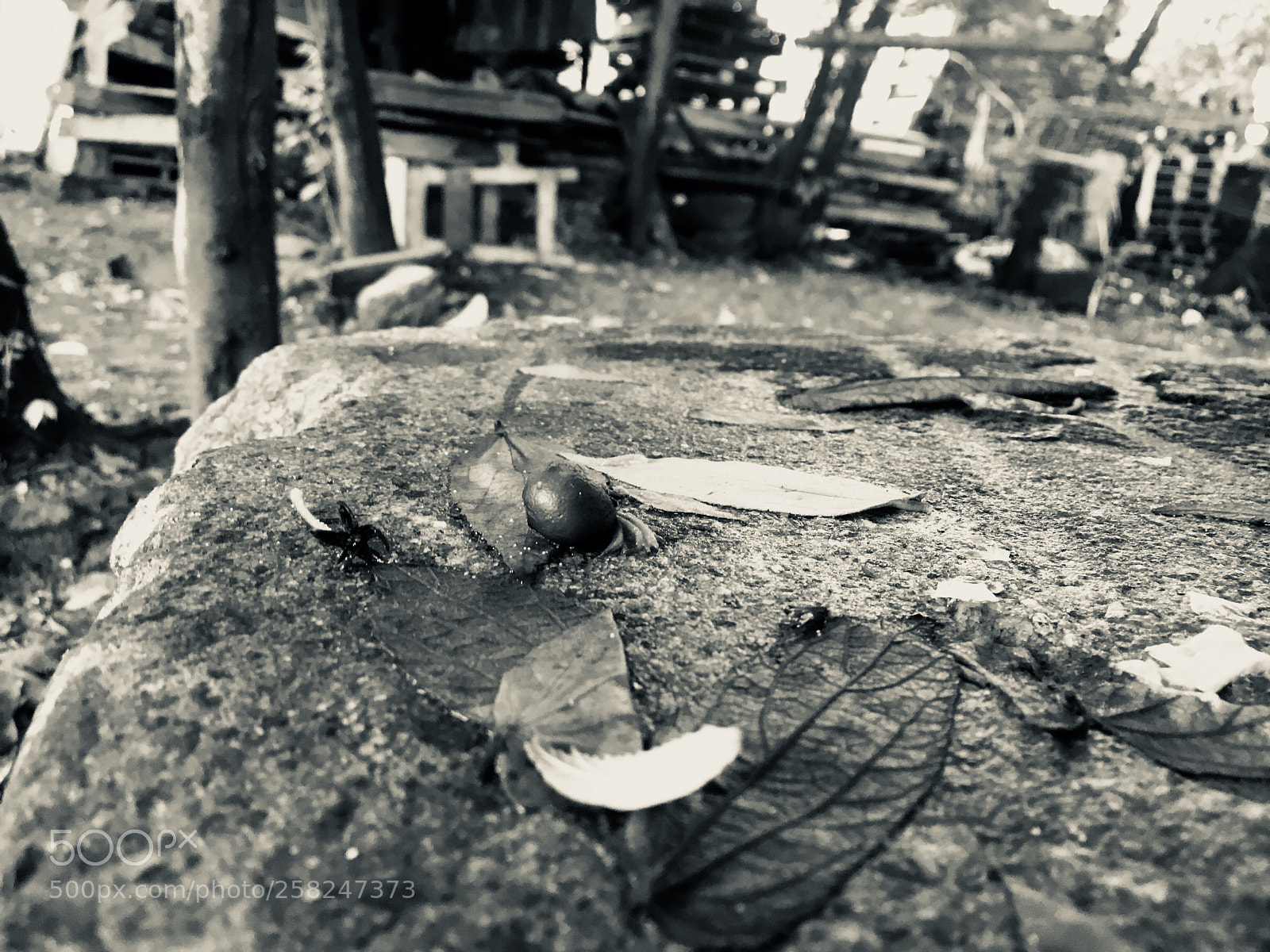Apple iPhone 6s sample photo. Untitled photography