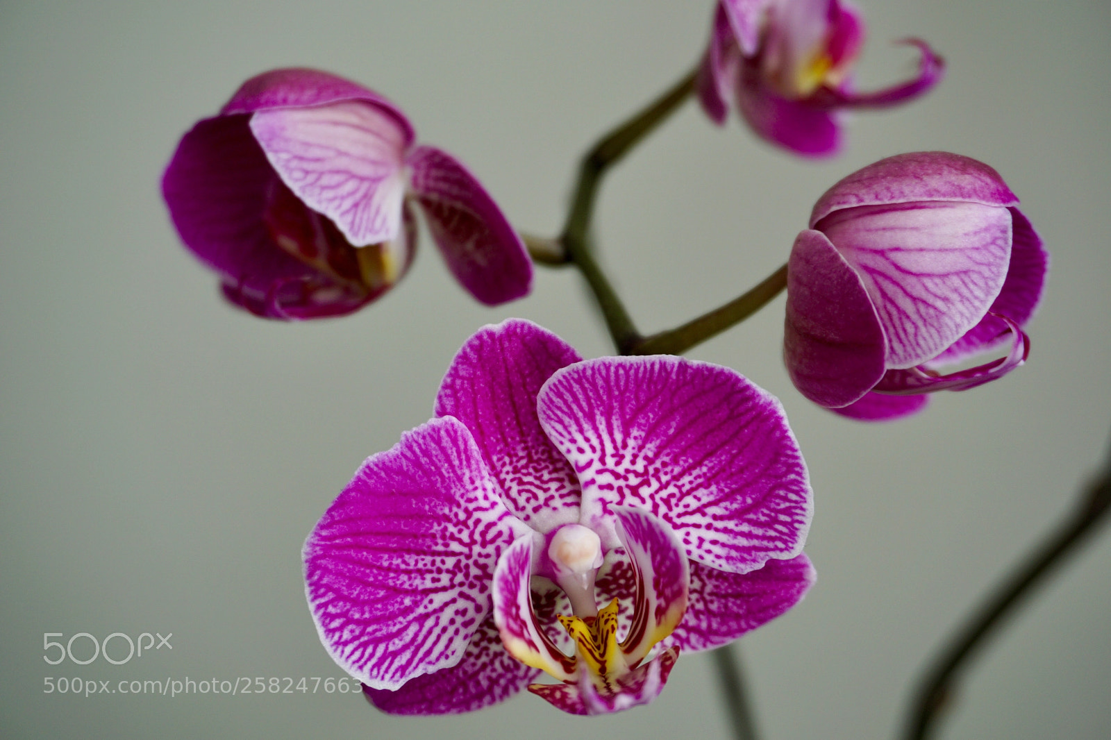 Sony a6000 sample photo. Orchid photography