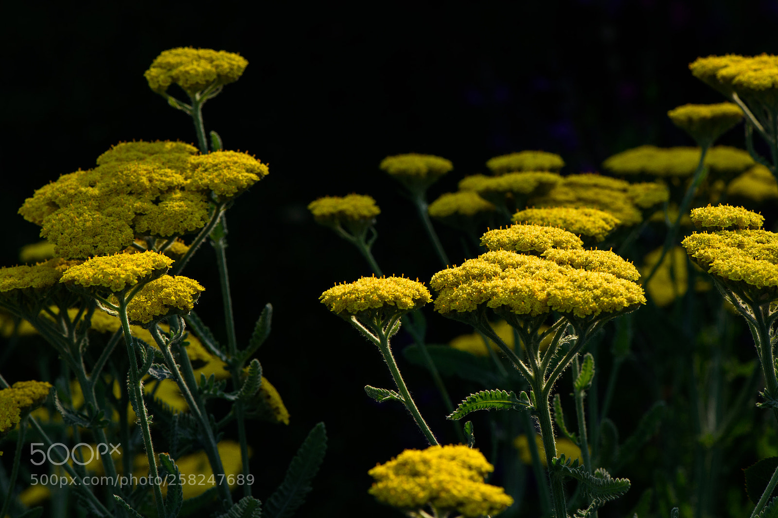 Nikon D750 sample photo. Helen's yarrow photography
