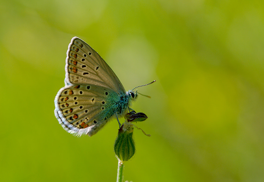 Pentax K20D sample photo. Buterfly photography