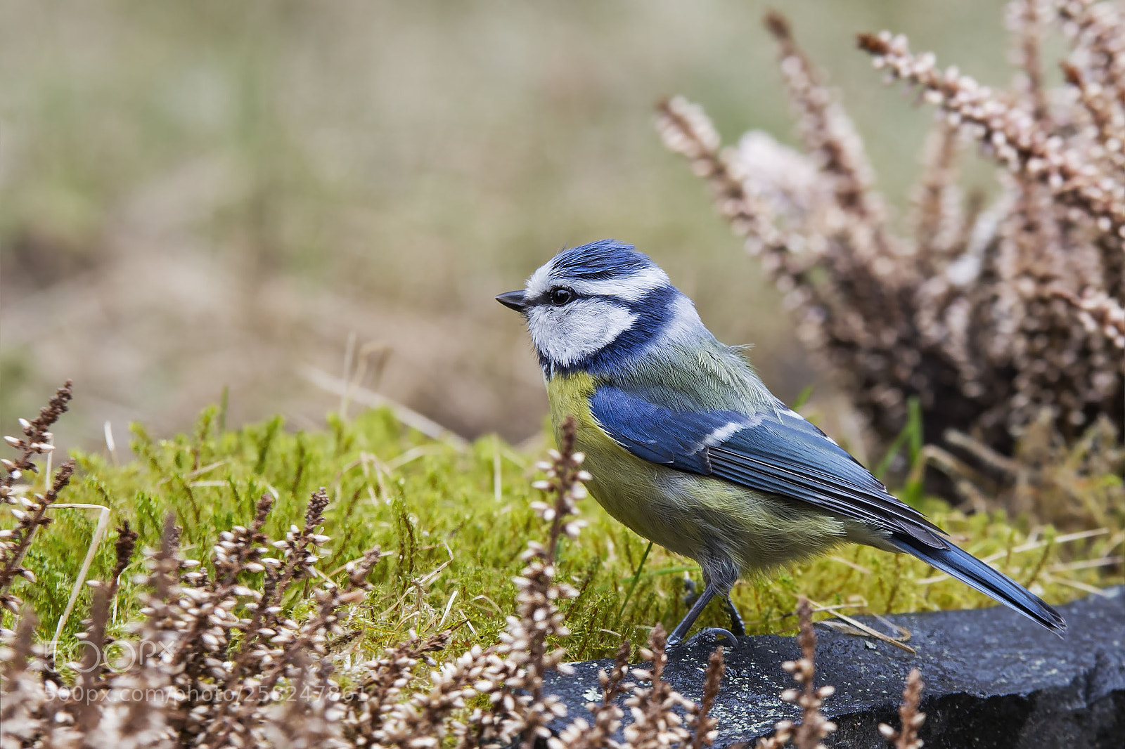 Canon EOS 6D sample photo. Sinitiainen, blue tit photography