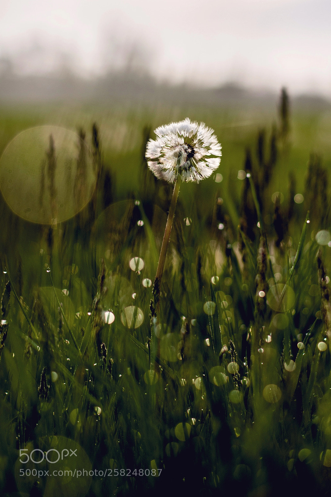 Nikon D7500 sample photo. Dandelion and dew photography