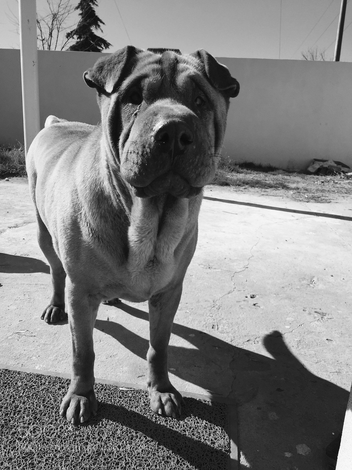 Apple iPhone 6 sample photo. Simón photography