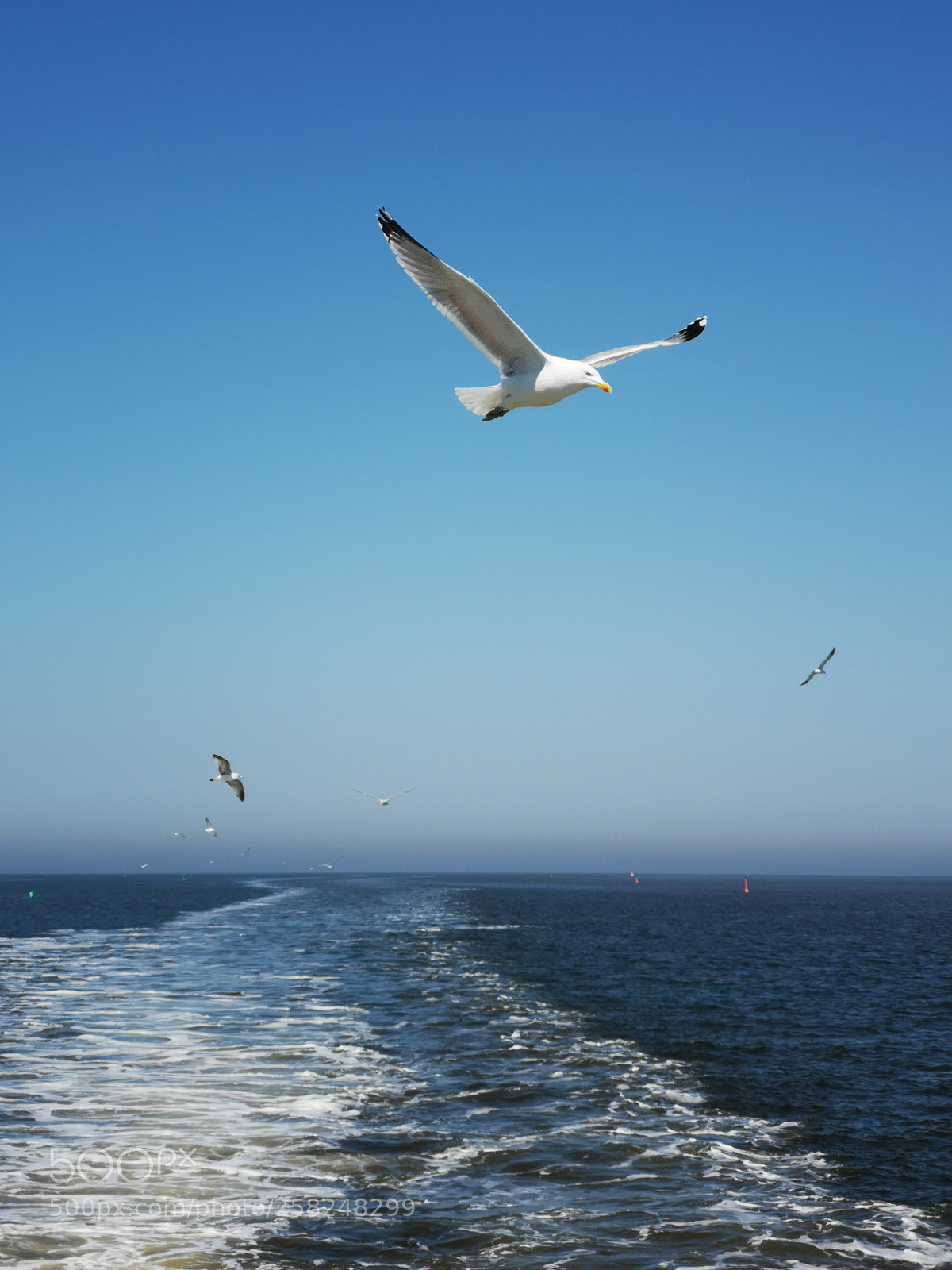 HUAWEI CLT-L29 sample photo. Gull above sea photography