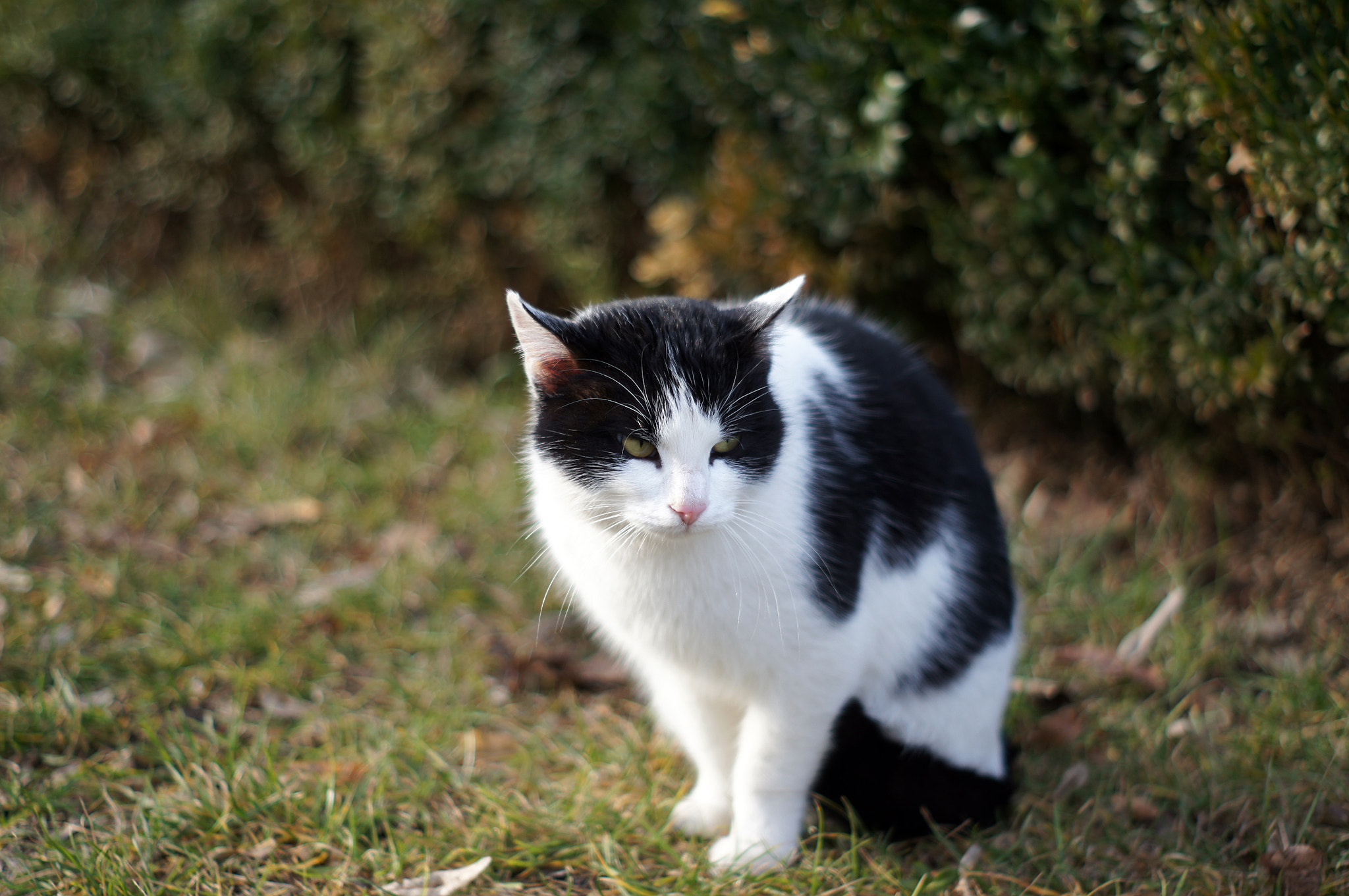 Sony Alpha DSLR-A580 sample photo. Angry cat before fight with another cat photography